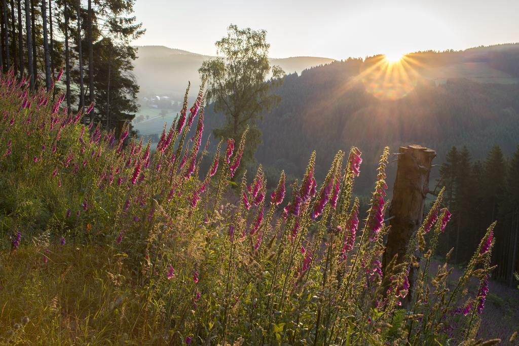 Landhaus Zum Sorpetal Hotel Шмаленберг Екстериор снимка